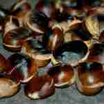 castane coapte
