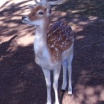 bambi mare