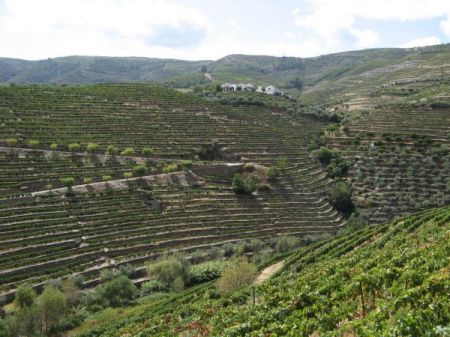 Peisajul viticol de pe valea râului Douro este patrimoniu UNESCO