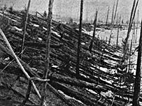 Pădurea a fost devastată pe o zonă întinsă în Siberia centrală