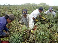 Culegătorii de tomate mexicani au devenit un simbol al globalizării