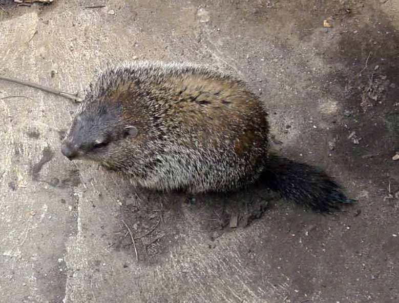 Groundhog este un animal specific Americii de Nord si face parte din grupul 