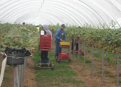 Căpșunarii români contribuie la economia britanică